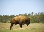 Explore Wind Cave National Park, South Dakota