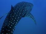 Top 10 Dive Sites in the World