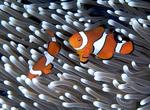 Dive the CEDAM Seven Wonders of the Underwater World
