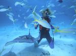 Wonderful Underwater Dreams