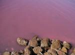 See Lake Retba (Pink Lake), Senegal