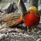 Blue Mountains Nature and Wildlife Day Tour from Sydney