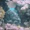 Outer Great Barrier Reef Dive and Snorkel Cruise from Cairns