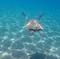 Paddle, Snorkel and Learn to Surf - All in a Day on Maui