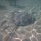 Bora Bora Snorkel, Sharkfeeding and Lagoonarium Full-Day Tour including Picnic Lunch