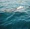 Mexican Whale Shark Snorkel Adventure
