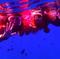 Bora Bora Snorkel, Shark and Ray Feeding Excursion