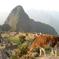 7-Day Lima and Cusco Tour with Overnight at Machu Picchu