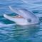3-Day Monkey Mia Dolphins, Pinnacles Desert and Kalbarri National Park Tour from Perth