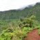 Oahu Shore Excursion: Rainforest Hiking Adventure