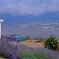 Small-Group Maui Tour: Haleakala National Park, Lavender Farm and Wine Tasting
