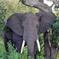 5-Day Victoria Falls and Chobe National Park Tour with Round-Trip Flight from Johannesburg