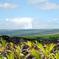 Private Tour: Secrets of Puna and Hawaii Volcanoes National Park