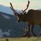 Site Reservation at Moraine Park Campground, Rocky Mountain National Park