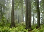 Explore Redwood National and State Parks, California (UNESCO site)