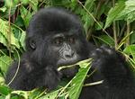 See Mountain Gorillas in Bwindi National Park, Uganda (UNESCO site)